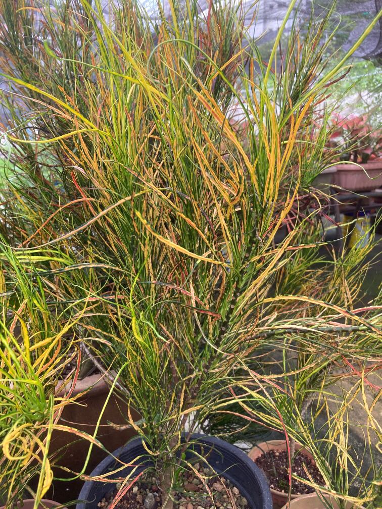 Picasso’s Paintbrush Croton (Codiaeum variegatum), Furniture & Home