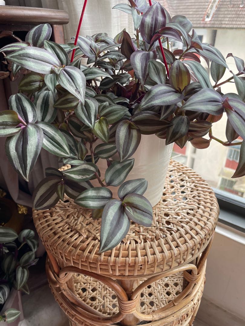 Tradescantia in a pot
