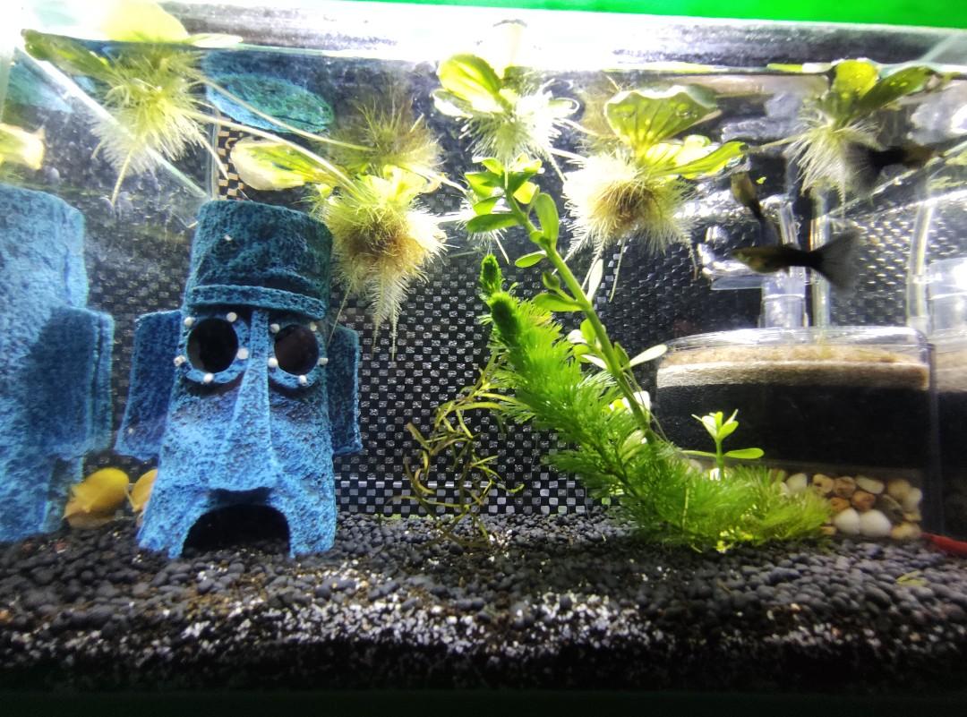 USED TANK SETUP FOR SALE, Pet Supplies, Homes & Other Pet Accessories ...