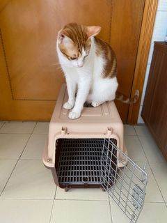 （分類：）位於 。 由 puddingmeow 提交（商品編號 1111606419，圖片 1）。簡介： 。