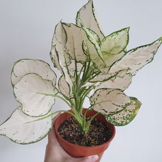 (Category: ) located in . Submitted by the.leafing.room (Listing ID 1111510273, Image 1). Description: .