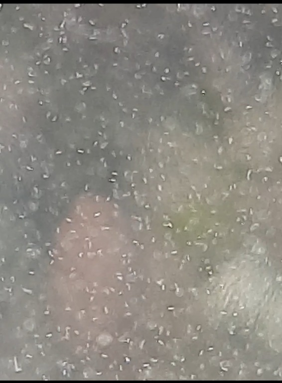 Baby Fish Fry food Infusoria Pet Supplies, Pet Food on