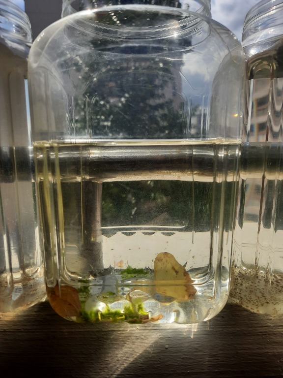 Infusoria store fish food