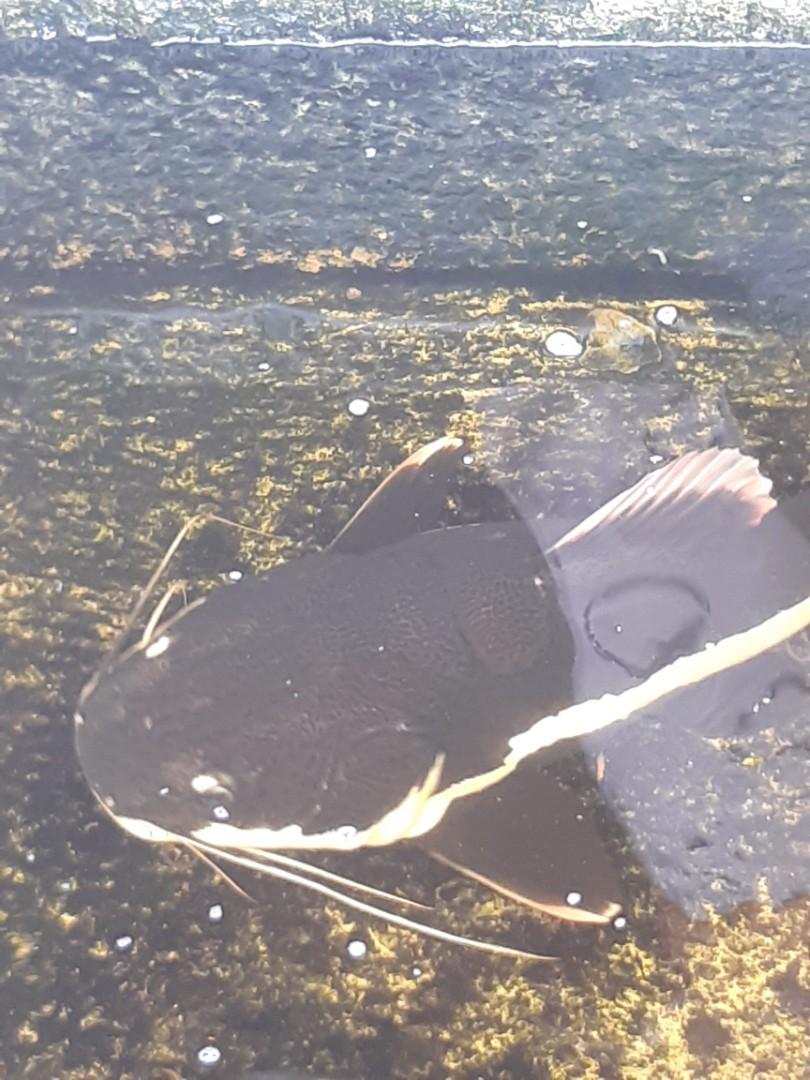 8800 Koleksi Ikan Hias Air Laut Pamulang HD Terbaru