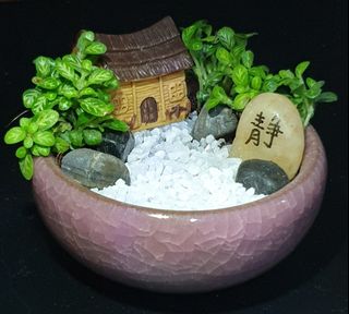 (Category: ) located in . Submitted by my_little_garden (Listing ID 1111596436, Image 1). Description: .