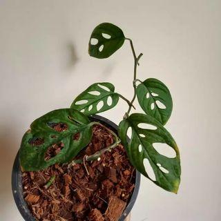 Monstera Acuminata