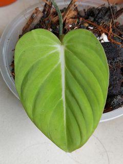 Philodendron Gloriousum