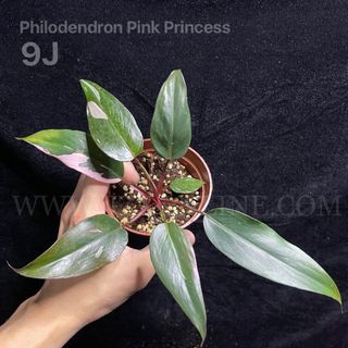 (Category: ) located in . Submitted by jzxonline (Listing ID 1111547398, Image 1). Description: .