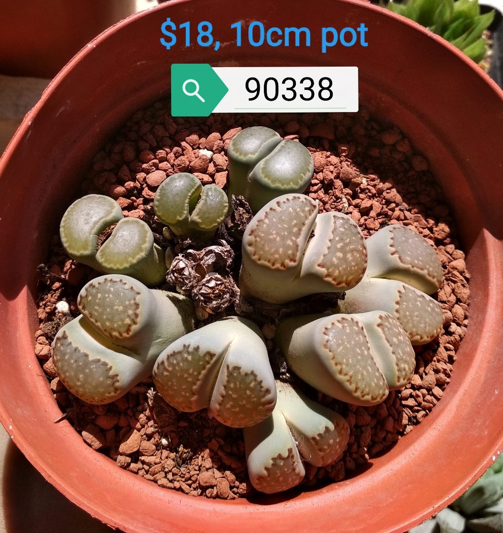 Potted Lithops, clusters (903 series), Furniture & Home Living