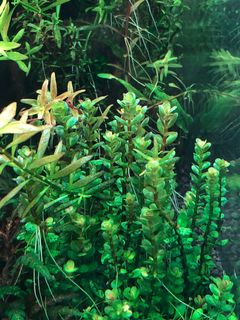 (Category: ) located in . Submitted by agathachr (Listing ID 1111462719, Image 1). Description: .