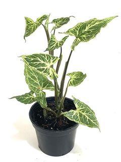 Syngonium Batik