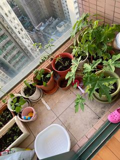 （分類：）位於 。 由 happyrainbow22 提交（商品編號 1111852862，圖片 1）。簡介： 。