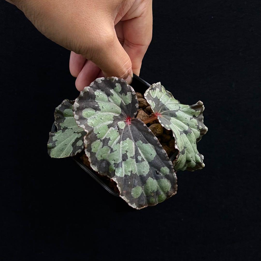 Begonia sp. kalimantan / umbrella, Furniture & Home Living, Gardening