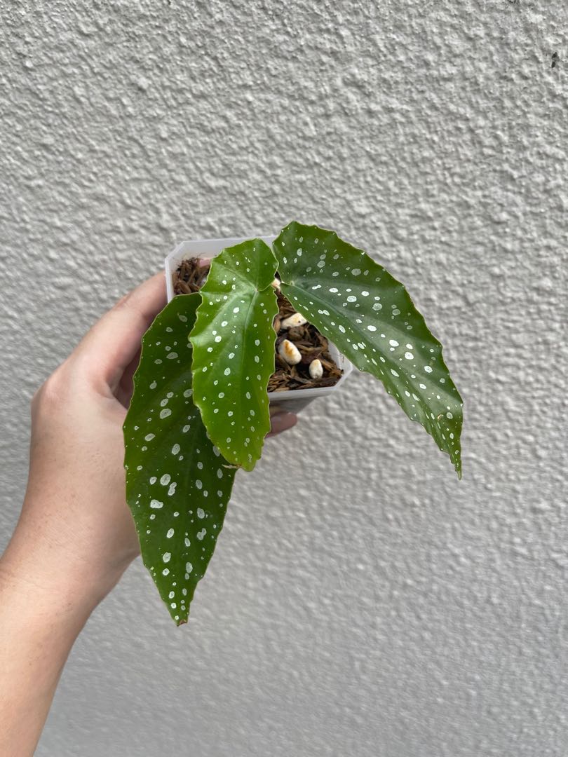 Begonia tamaya, Furniture & Home Living, Gardening, Plants & Seeds on