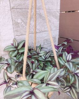 （分類：）位於 。 由 cc113_belice_backyard 提交（商品編號 1111659661，圖片 1）。簡介： 。