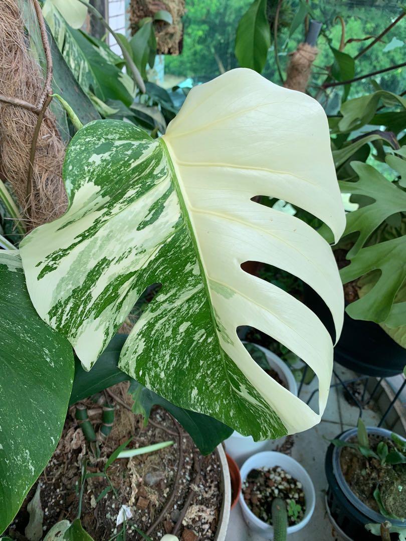 日本白斑龜背芋variegated Monstera 8 000 Free Delivery 傢俬 家居 園藝 植物及種子 Carousell