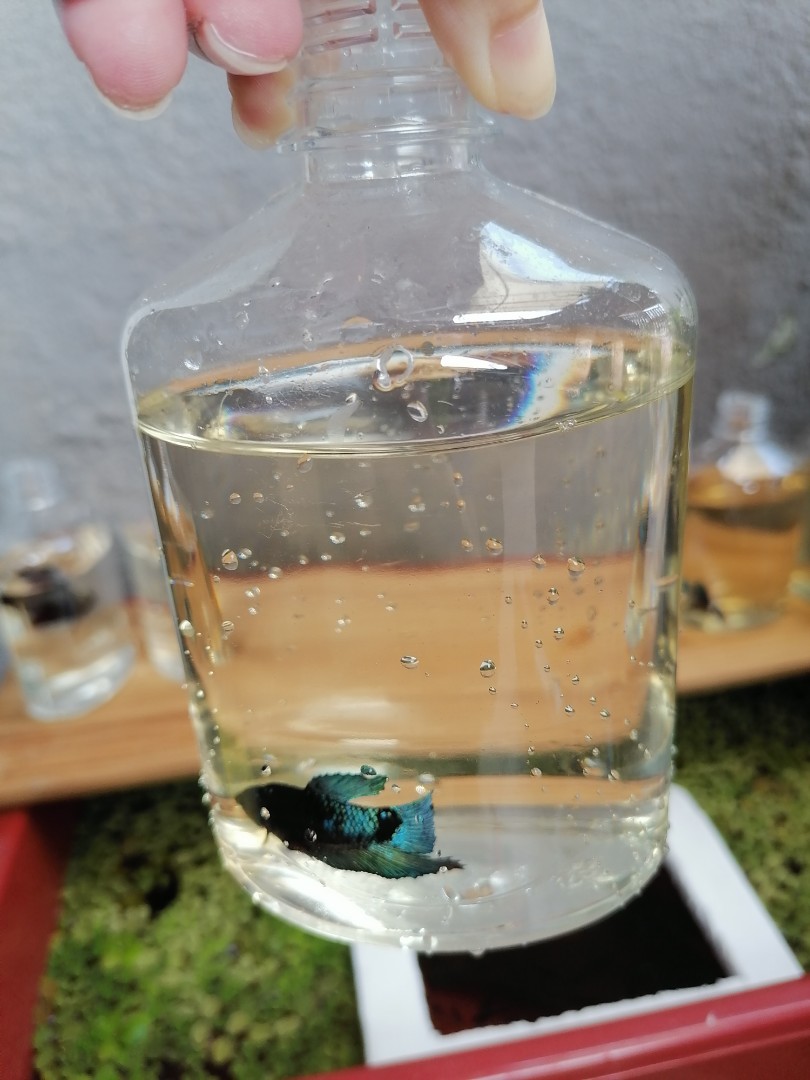 Fighter fish outlet in bottle