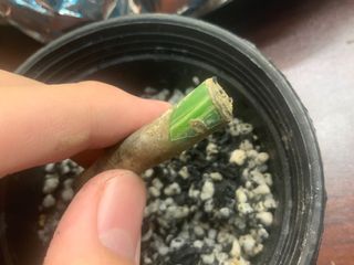 (Category: ) located in . Submitted by verde_botanical (Listing ID 1111991318, Image 1). Description: .