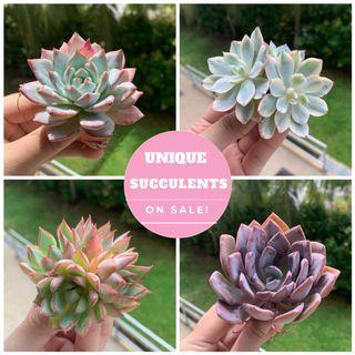 Instock Succulents