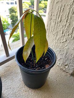 Mango Seedling
