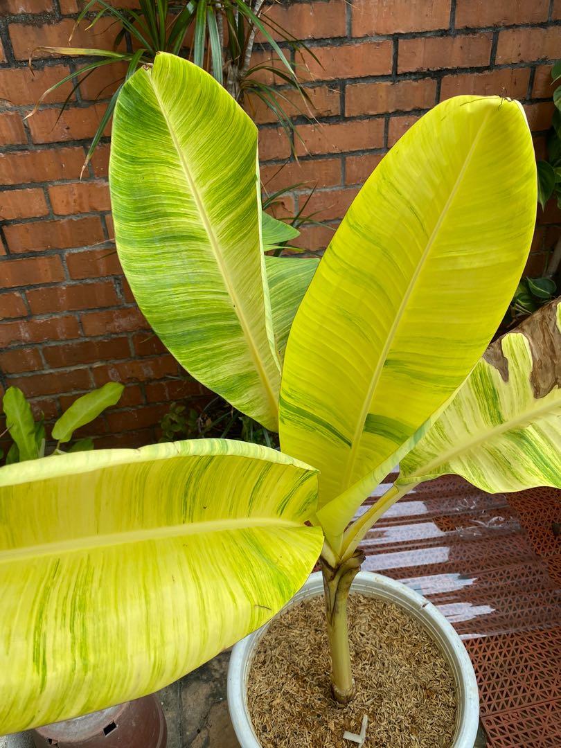 Musa Ice Cream Variegated Banana, Furniture & Home Living, Gardening