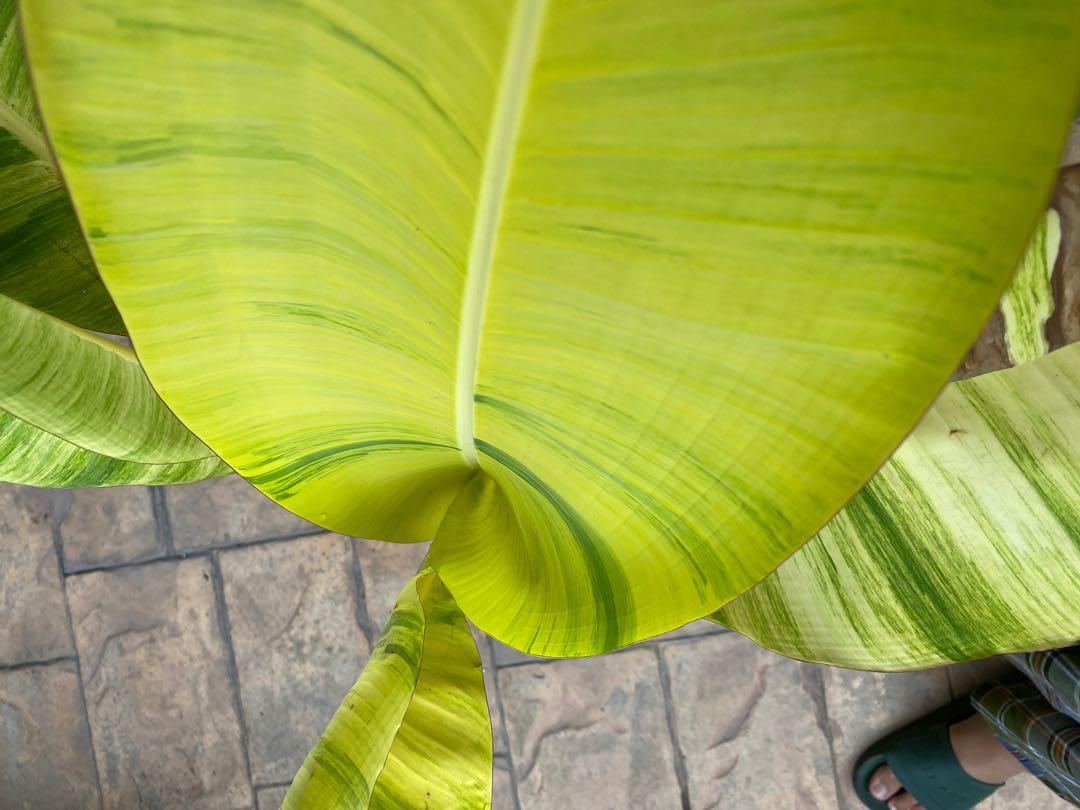 Musa Ice Cream Variegated Banana, Furniture & Home Living, Gardening