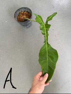 Philodendron Joepii ROOTED CUTTINGS