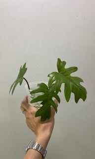 Philodendron Mayoi cuttings