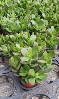(Category: ) located in . Submitted by urban.cultivar (Listing ID 76836638, Image 1). Description: .