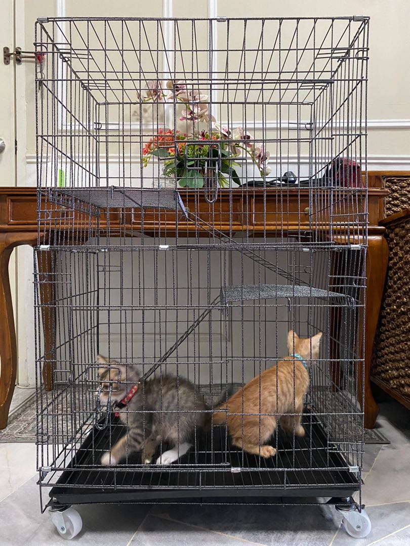 Sangkar Kucing 3 Tingkat, Pet Supplies, Pet Accessories on Carousell