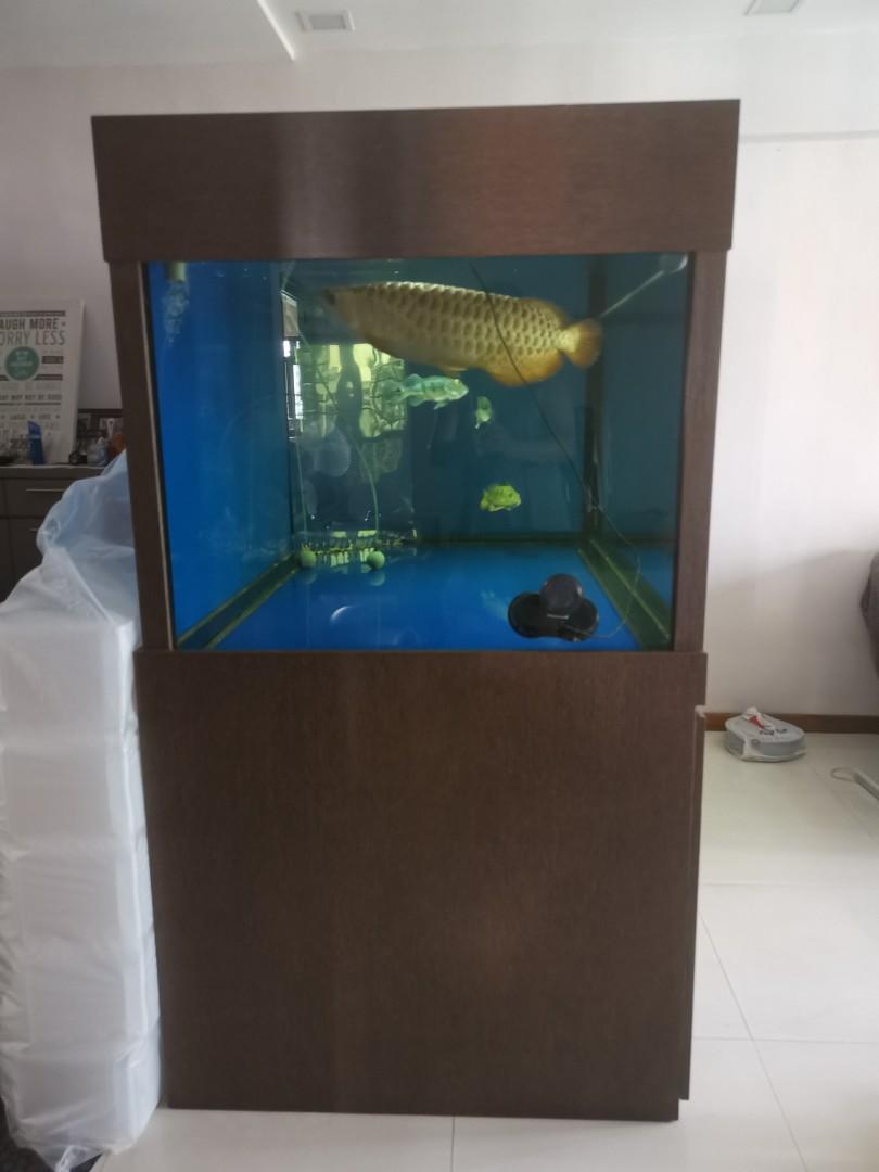 Fish Tank Golden Arowana Fish for Sale