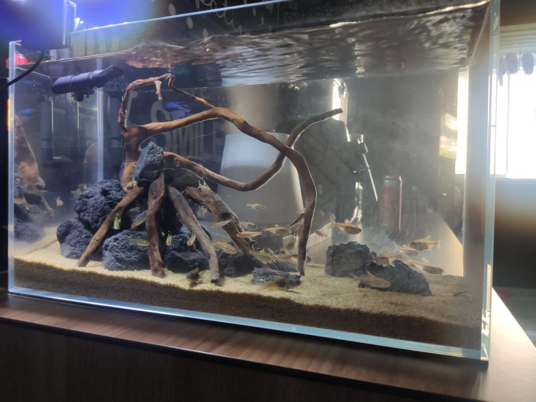 8100 Contoh Hardscape Aquarium HD Terbaik