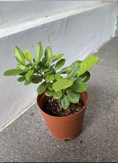 (Category: ) located in . Submitted by gardenertang (Listing ID 1081899418, Image 1). Description: .