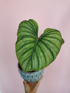 (Category: ) located in . Submitted by plantmoves (Listing ID 1112248517, Image 1). Description: .