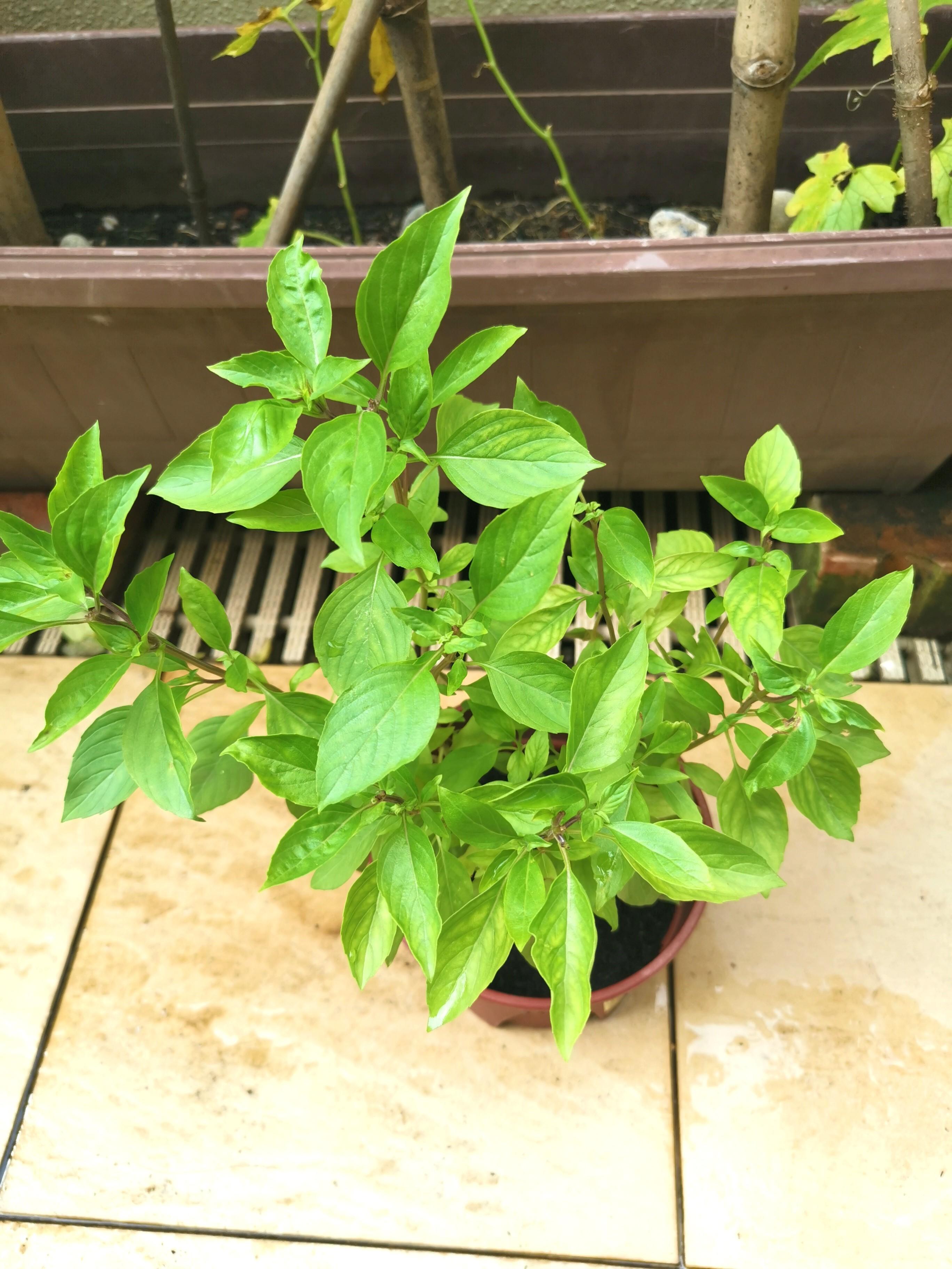 Thai Basil plant, Furniture & Home Living, Gardening, Plants & Seeds on