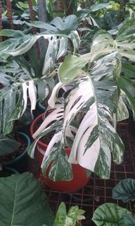 (Category: ) located in . Submitted by verde_botanical (Listing ID 1112212054, Image 1). Description: .
