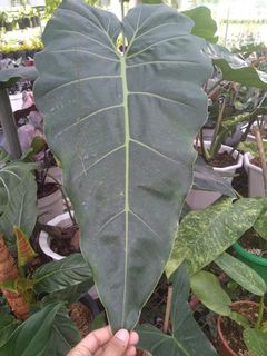 (Category: ) located in . Submitted by verde_botanical (Listing ID 1112212690, Image 1). Description: .