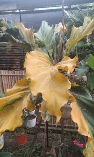 (Category: ) located in . Submitted by verde_botanical (Listing ID 1112231201, Image 1). Description: .