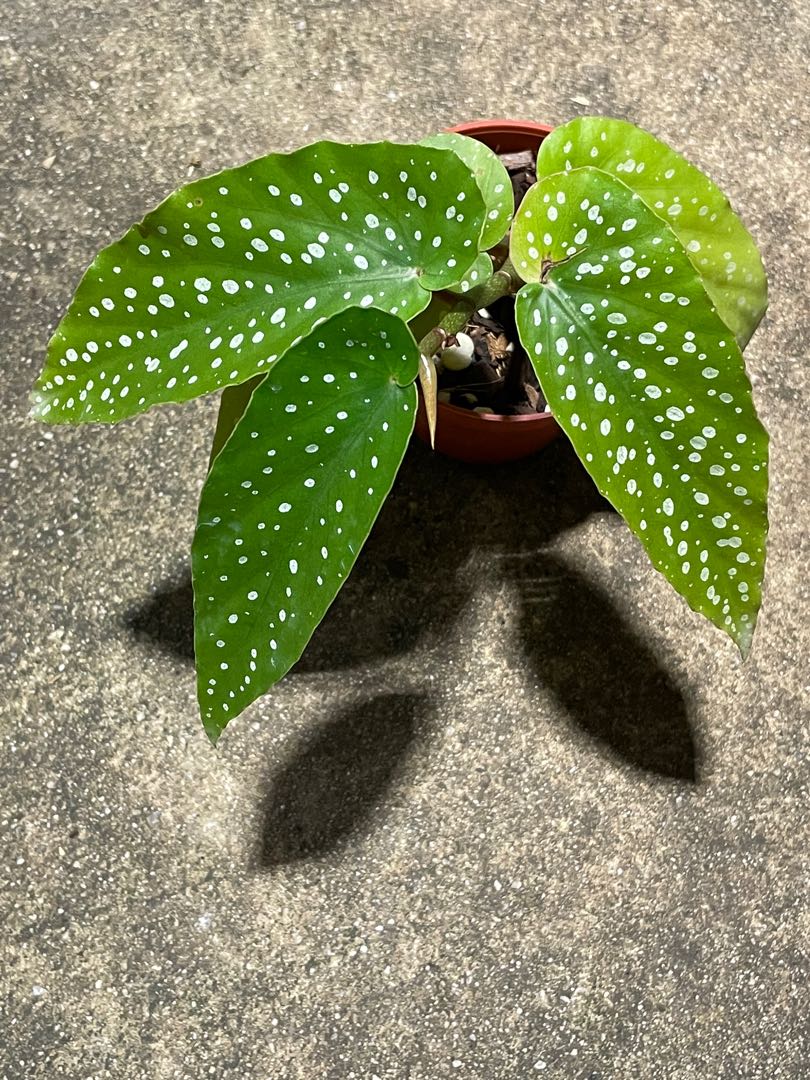 Begonia Tamaya, Furniture & Home Living, Gardening, Plants & Seeds on