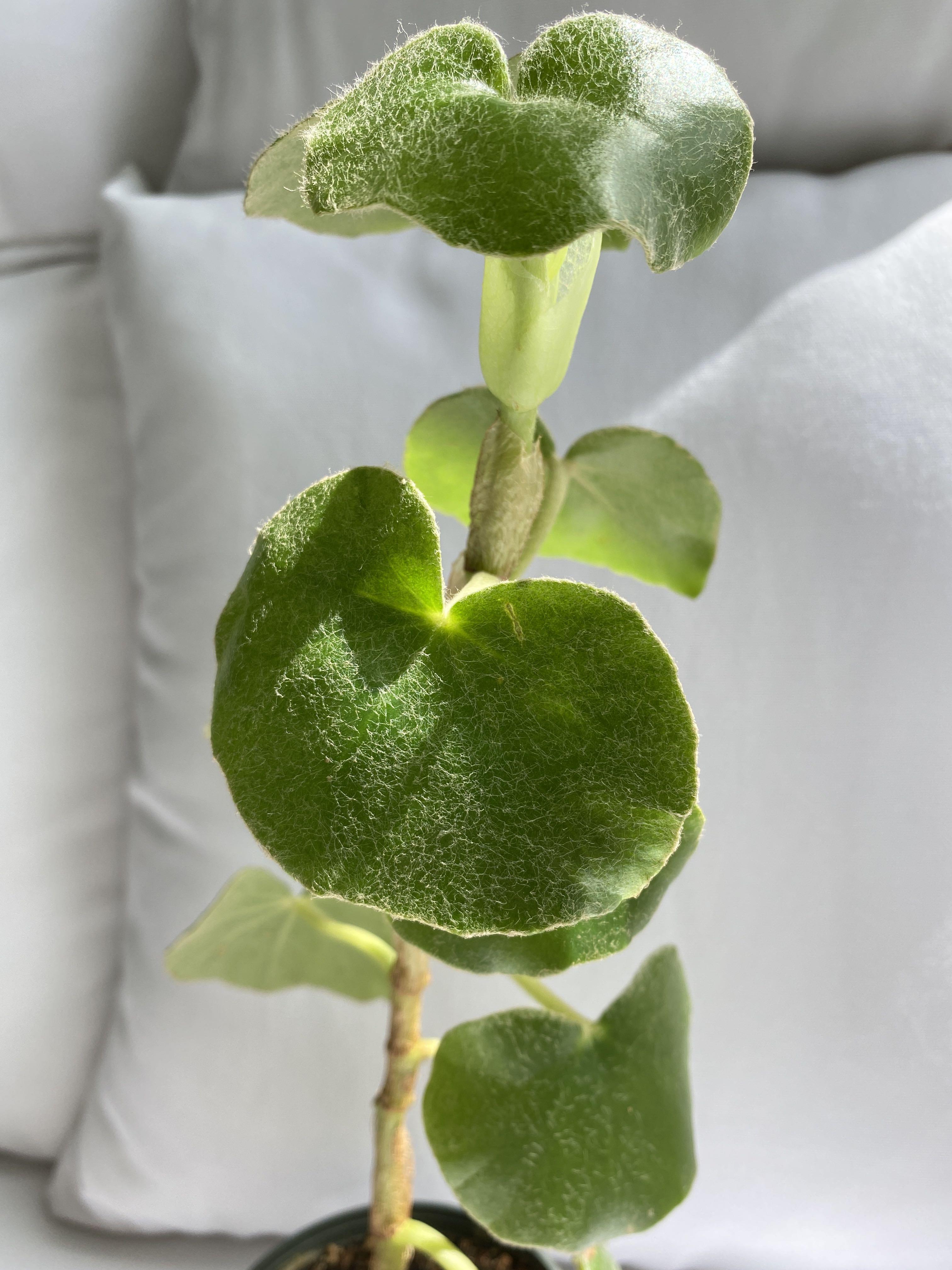 Begonia Venosa Furniture Home Living Gardening Plants Seeds On Carousell