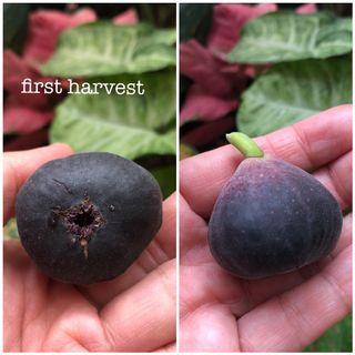 Affordable Fig Tree For Sale Gardening Carousell Malaysia