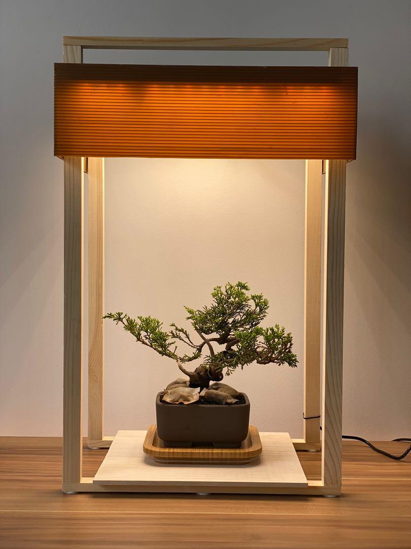 Led grow deals light for bonsai