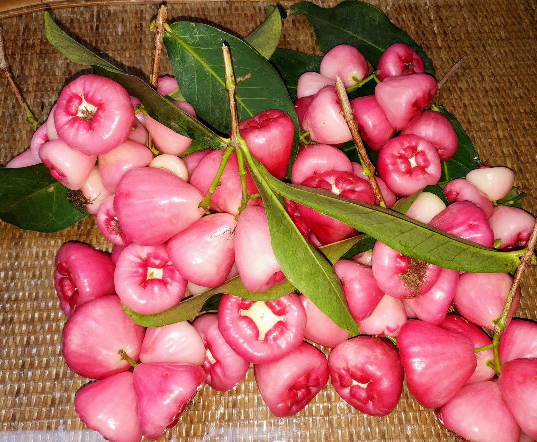 紅蓮霧果樹-天桃(Syzygium Samarangense）, 傢俬＆家居, 園藝, 土壤和肥料 - Carousell