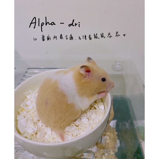 分裝墊料 Alpha Dri 阿爾發墊材 1kg分裝 寵物用品 寵物用品在旋轉拍賣