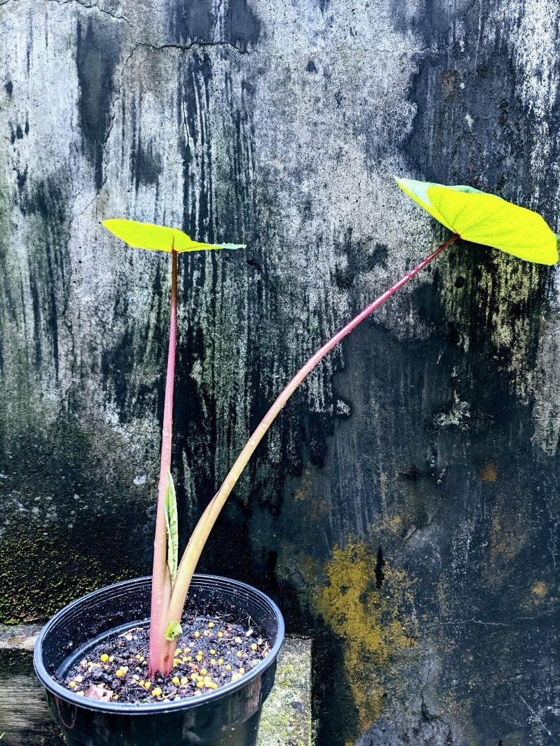 Colocasia Hawaiian Punch, Furniture & Home Living, Gardening ...