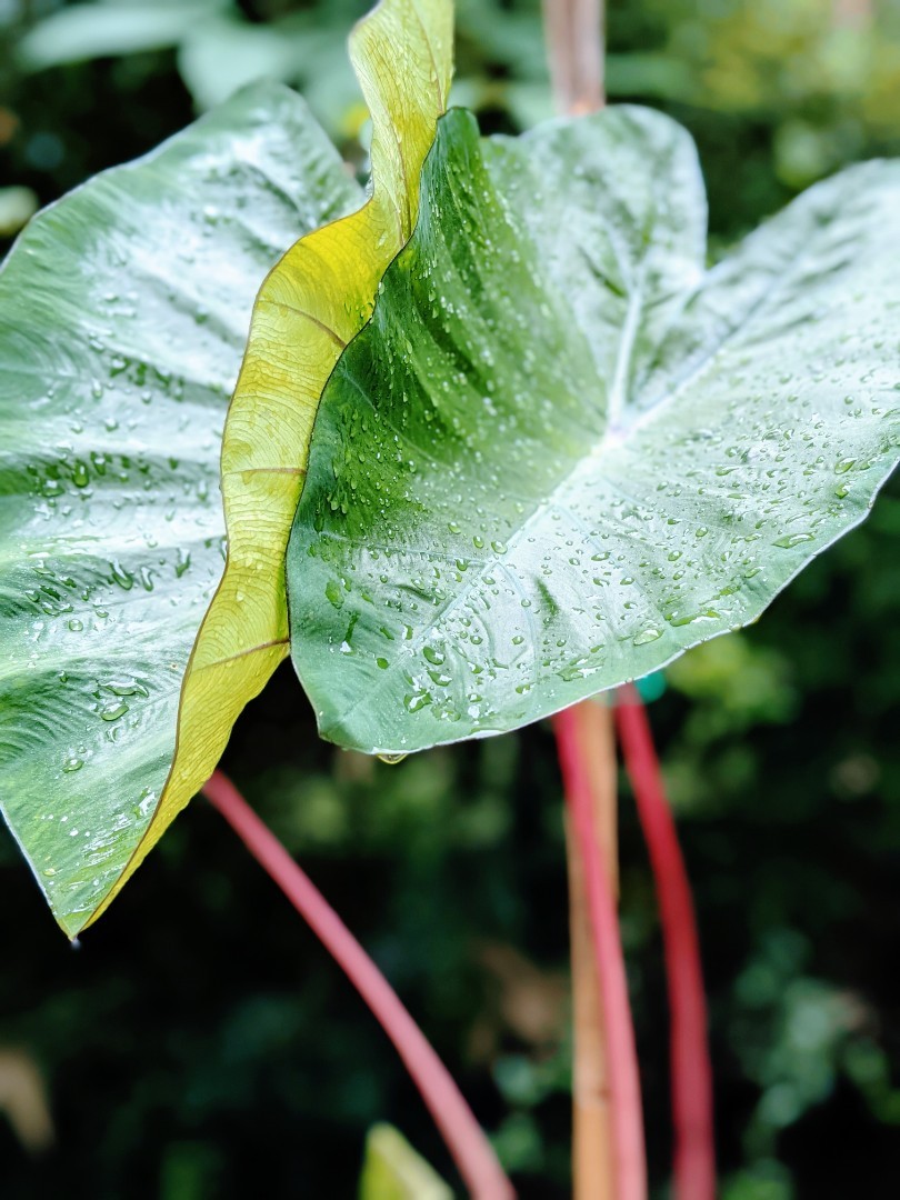 Colocasia Hawaiian Punch, Furniture & Home Living, Gardening ...