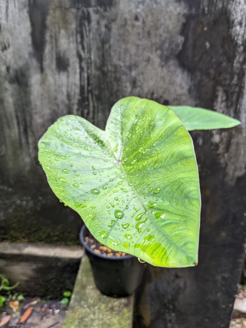 Colocasia Hawaiian Punch, Furniture & Home Living, Gardening ...