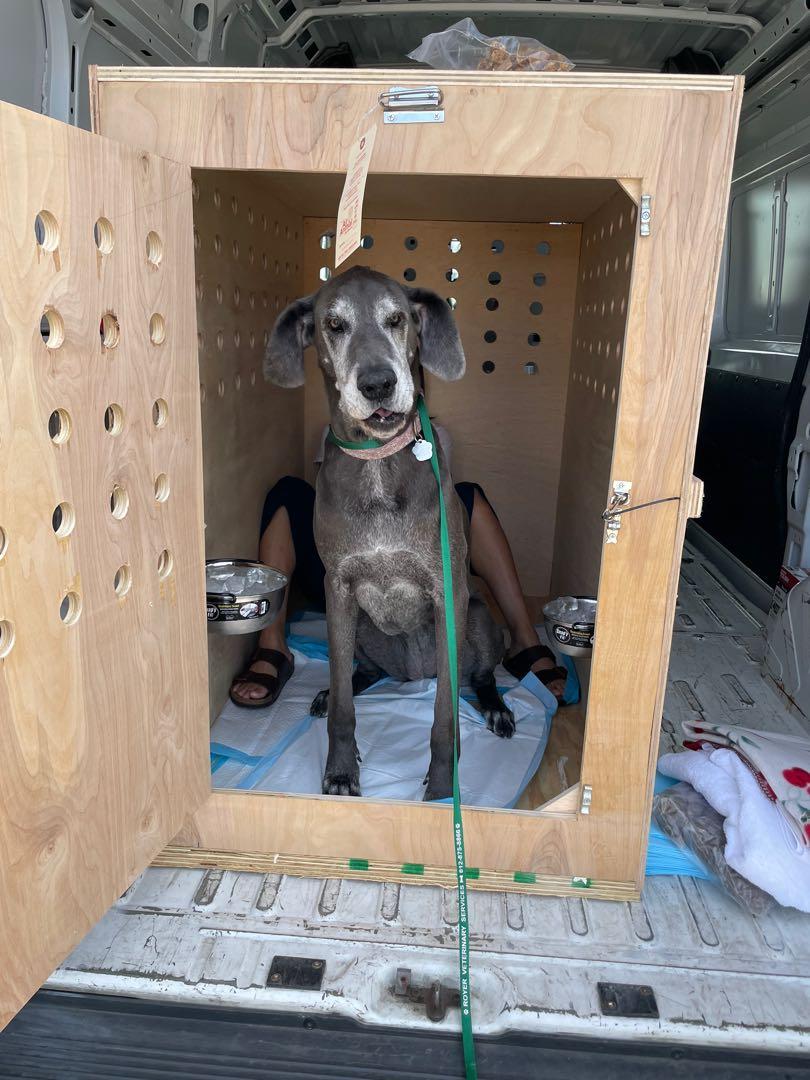 Great dane hot sale airline crate