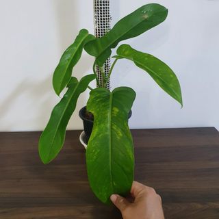(Category: ) located in . Submitted by pnp_plantae (Listing ID 1112649679, Image 1). Description: .