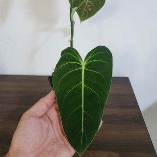 (Category: ) located in . Submitted by pnp_plantae (Listing ID 1112649973, Image 1). Description: .